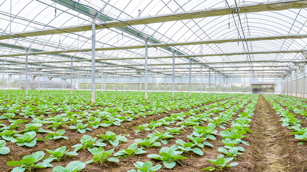Young seedlings in a commercial greenhouse